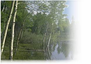 TX Land,land for sale,Texas Land for sale,land, sale, property,tx property,Texas Property,land for sale Texas,sold land in TX,TX property,land for sale southeast,Advance Land and Timber,Texas Timberland,TX Timber,Timberland for sale Texas